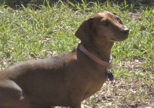 Safe Dachshund in San Antonio, TX