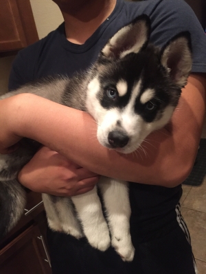 Safe Siberian Husky in Orange Park, FL