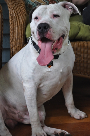 Safe American Bulldog in Paramus, NJ