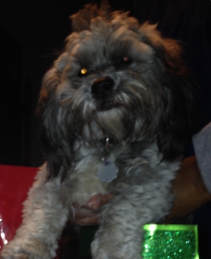 Safe Shih Tzu in Memphis, TN