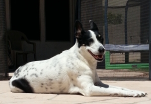 Safe Australian Shepherd in Gilbert, AZ