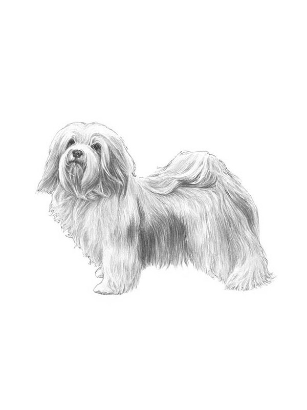 Safe Havanese in La Puente, CA