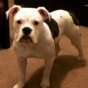 Safe American Bulldog in Atlanta, GA