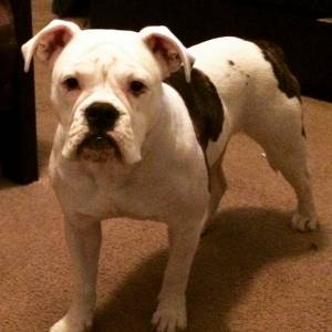 Safe American Bulldog in Atlanta, GA