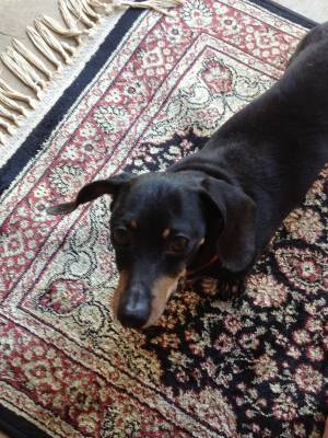 Safe Dachshund in Bedford, TX