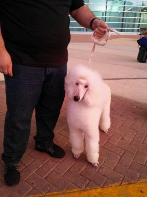 Safe Poodle in Ocala, FL