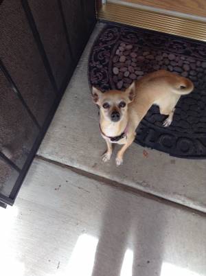 Safe Chihuahua in Hemet, CA