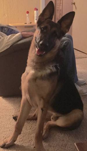 Safe German Shepherd Dog in Edwardsburg, MI