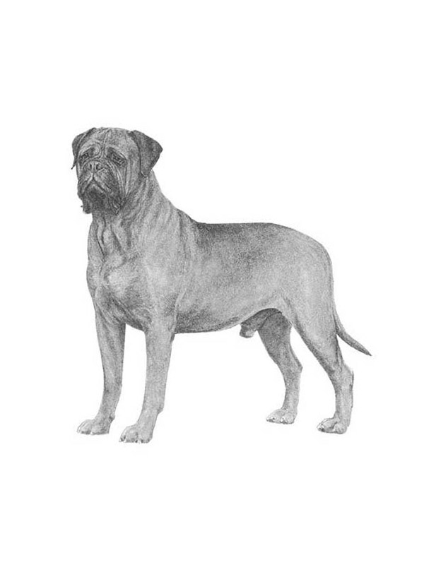 Safe Bullmastiff in Banning, CA