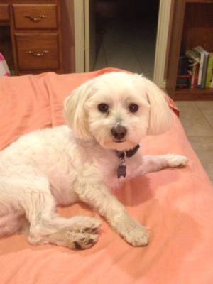 Safe Maltese in Plano, TX