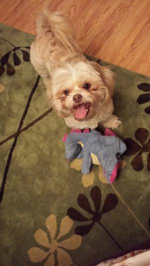 Safe Shih Tzu in Fort Worth, TX