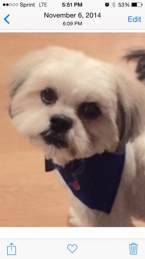 Safe Shih Tzu in Arlington, TX