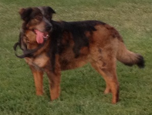 Safe Australian Shepherd in Brentwood, CA