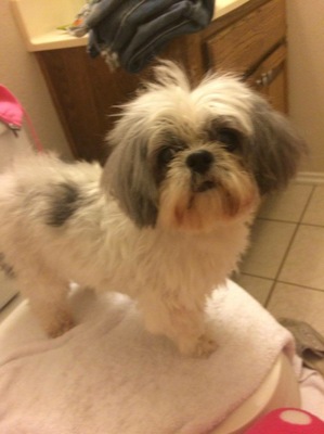 Safe Shih Tzu in Plano, TX