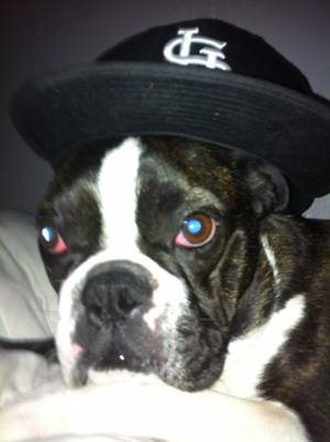 Safe Boston Terrier in Maryland Heights, MO US