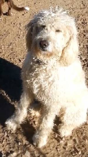 Safe Poodle in Tuba City, AZ