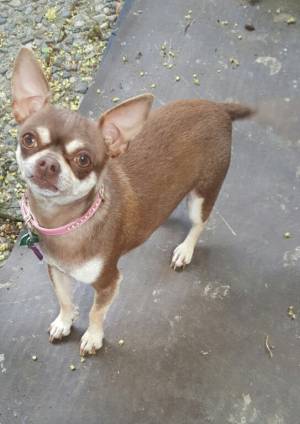 Safe Chihuahua in Redmond, WA