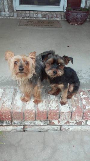 Safe Yorkshire Terrier in Wichita, KS