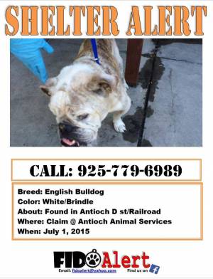 Safe English Bulldog in Antioch, CA
