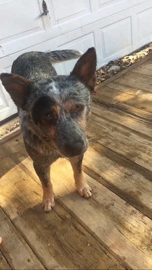 Safe Australian Cattle Dog in Pasadena, TX