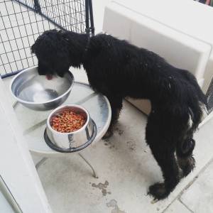 Safe Afghan Hound in San Bernardino, CA