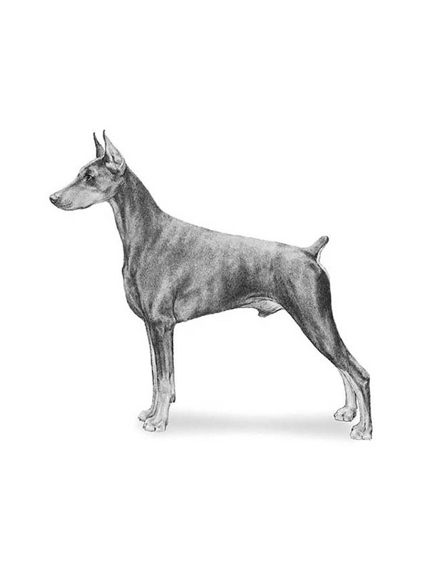 Safe Doberman Pinscher in Whittier, CA