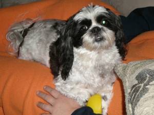 Safe Havanese in Gresham, OR