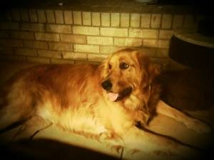 Safe Golden Retriever in BAKERSFIELD, CA