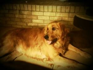 Safe Golden Retriever in Bakersfield, CA