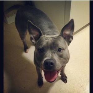 Safe Pit Bull in Middletown, OH