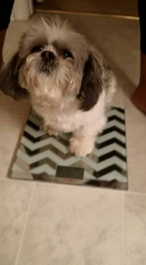 Safe Shih Tzu in Stockbridge, GA