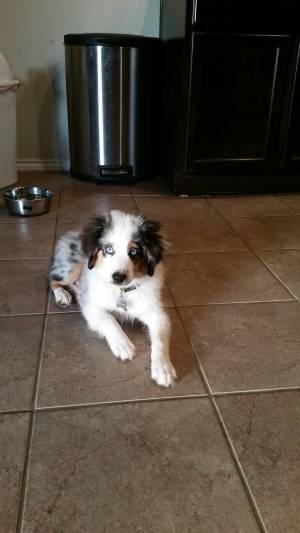 Safe Australian Shepherd in Waco, TX