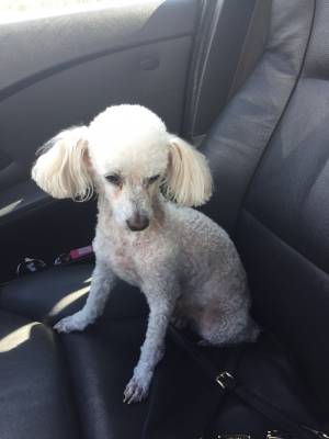 Safe Poodle in Newark, CA