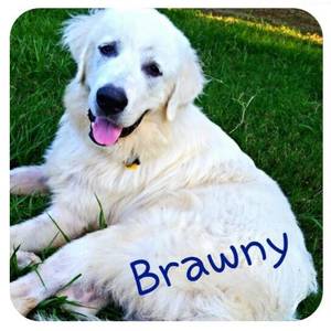 Safe Great Pyrenees in Sugar Land, TX
