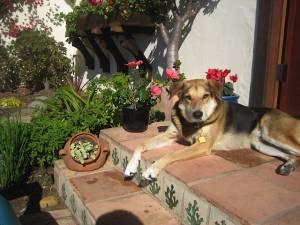 Safe German Shepherd Dog in Seaside, CA