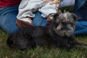 Safe Brussels Griffon in WAUKESHA, WI