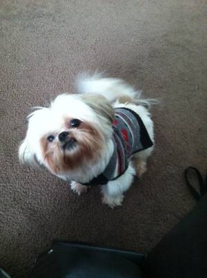 Safe Shih Tzu in Sugar Land, TX