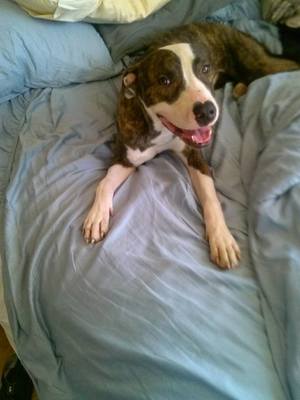 Safe Pit Bull in Holiday, FL