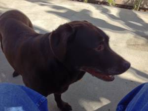 Safe Labrador Retriever in Carlsbad, CA