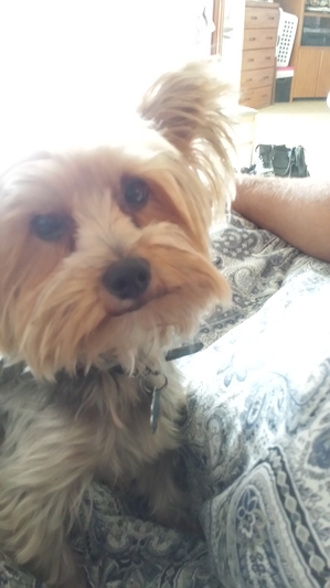 Safe Yorkshire Terrier in Orange, CA