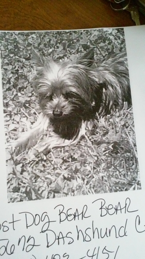 Safe Yorkshire Terrier in Columbus, OH