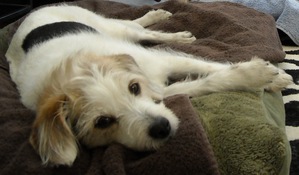 Safe Jack Russell Terrier in Scottsdale, AZ
