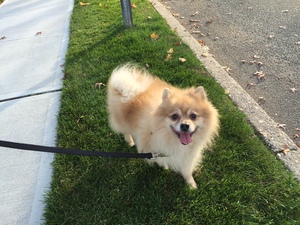 Safe Pomeranian in East Meadow, NY