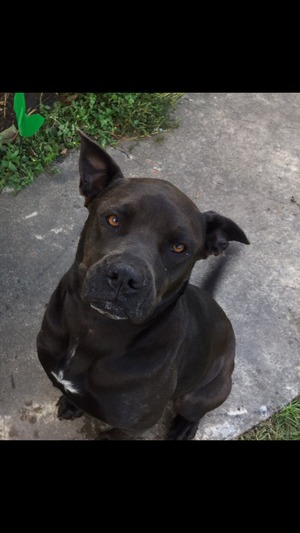 Safe Pit Bull in Houston, TX