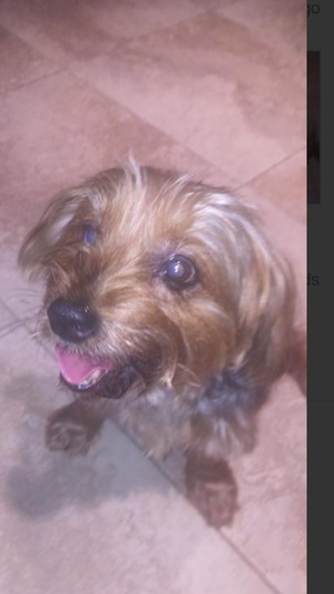 Safe Yorkshire Terrier in Windermere, FL