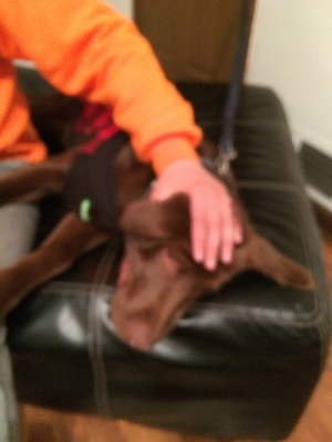Safe Labrador Retriever in Snellville, GA