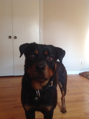 Safe Rottweiler in Charlotte, NC