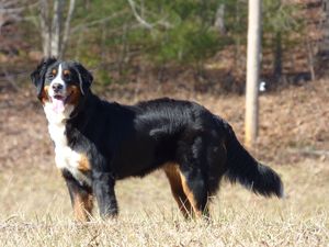 Safe Bernese Mountain Dog in Hayesville, NC