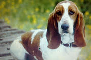 Safe Basset Hound in Katy, TX