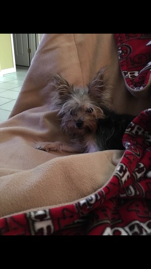 Safe Yorkshire Terrier in Brentwood, CA US